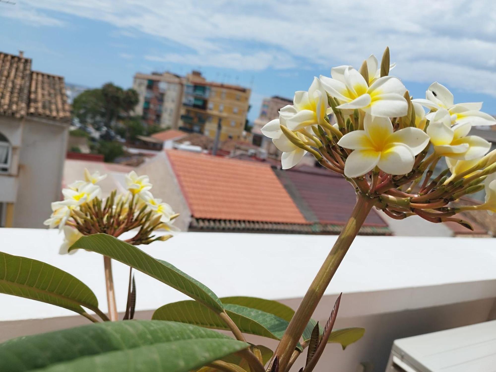 Apartamento Plumaria Málaga Exterior foto